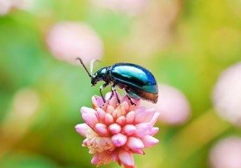 Leaf Beetle (Leptinotarsa haldemani)