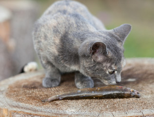 Naklejka premium Two kittens eat fish.