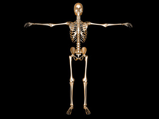 Skelett