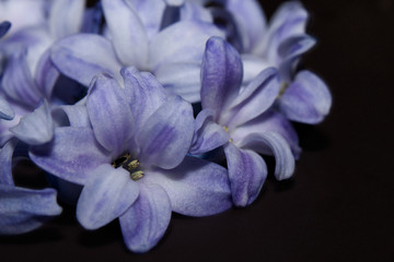 Hyacinth isolated over black