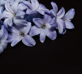 Hyacinth isolated over black