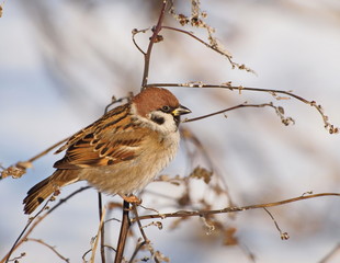 Tree Sparrow on branch in winter time, Passer montanus