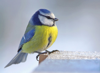The Blue Tit