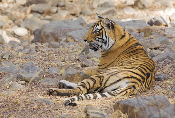 Ranthambor tiger relaxing
