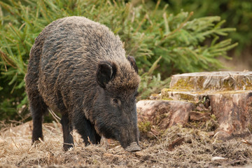 Wild boar in autumn