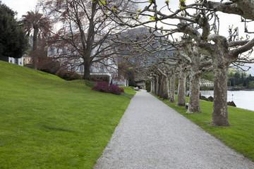 planted with trees avenue