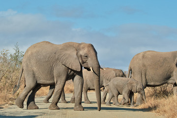 Elephant herd crossing road, South Africa