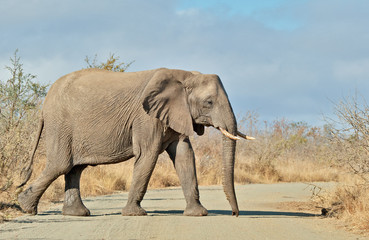 Matriarch elephant leader crossing road