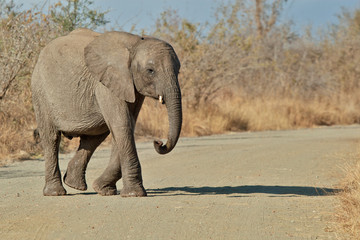 Fototapeta na wymiar Słoń młodych przejście drogowe