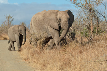 Fototapeta na wymiar Rodzina Elephant