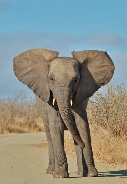 Young elephant showing alarm or curiosity