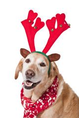 Christmas Dog