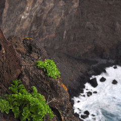Végétation Tenerife îles Canaries fond