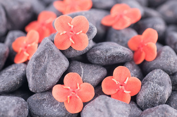 Fototapeta na wymiar Ixora orange flowers on black zen stones extreme close up
