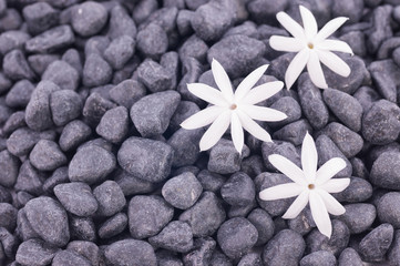 Fototapeta na wymiar Białe kwiaty jaśminu ponad tle zen kamienie