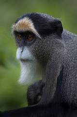 Obraz premium Brazzameerkatze mit Baby