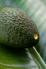 Fresh avocado on a tropical leaf