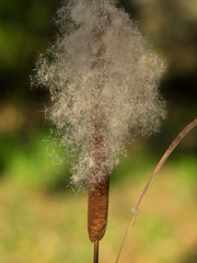 cane seed © nevenm