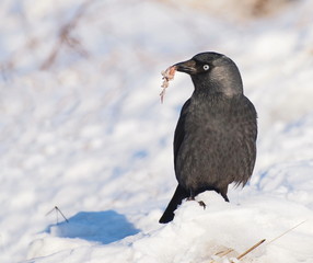 Jackdaw on snow, Corvus monedula