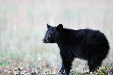 Black bear cub © Tony Campbell