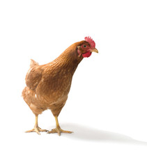 Red sex link chicken