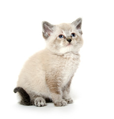Fototapeta na wymiar Cute kitten sitting on white