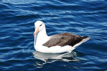 Black-browed Albatross