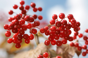 Guelder/ arrow wood  berries against blue sky