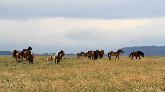 caballos en pradera