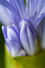 Agapanthus or Lily of the Nile  tropical flower. Hawaii,Maui,