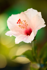 Fototapeta na wymiar Pink Hibiscus flower on the bush. Hawaii, Maui, USA