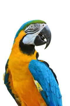 Blue and Gold Macaw, Ara ararauna.