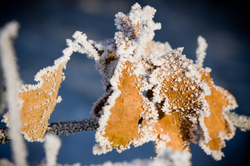 Frost on leaves © Nivellen77