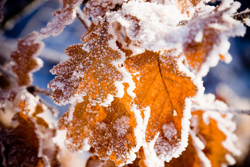 Frost on leaves © Nivellen77