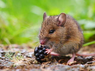 Wild field mouse eating blackberry