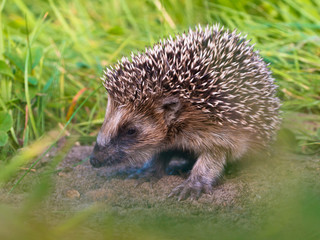 Hedgehog Baby close up