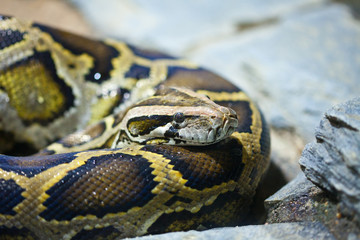 Fototapeta premium Close-up photo of burmese python