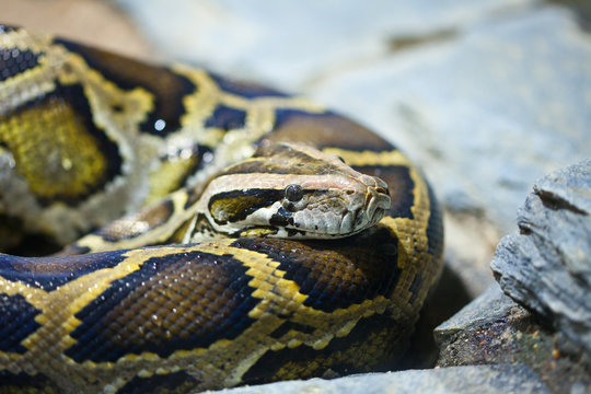 Close-up photo of burmese python