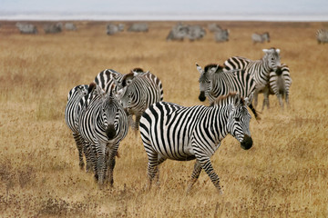 Ngorongoro zebras