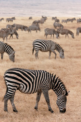 Fototapeta na wymiar Zebry Ngorongoro