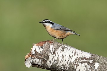 Red-breasted Nuthatch On A Perch