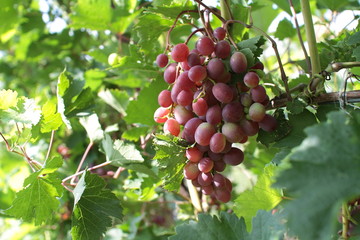Closeup on grape bunch growing in a sunny garden