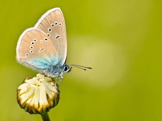 Mazarine Blue Butterfly
