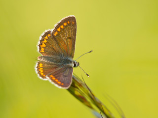 Brown Argus Butterfly