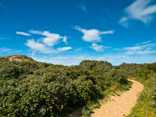 Obraz premium Summer landscape at the coast