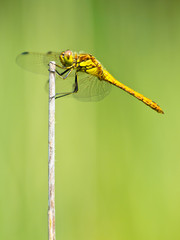 Sympetrum Dragonfly Resting