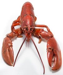 Lobster