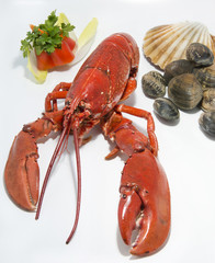 Lobster