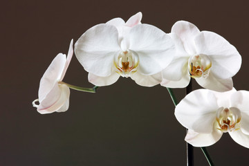 Fototapeta na wymiar white orchid - phalaenopsis flower