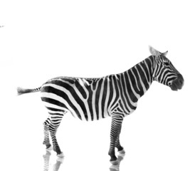 Zebra standing in profile